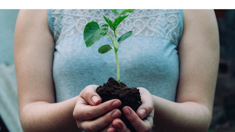Master Gardeners: Planting Your Garden with Transplants In-Person to be held on March 28