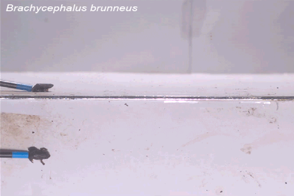 Here’s why miniature frogs can’t stick the landing