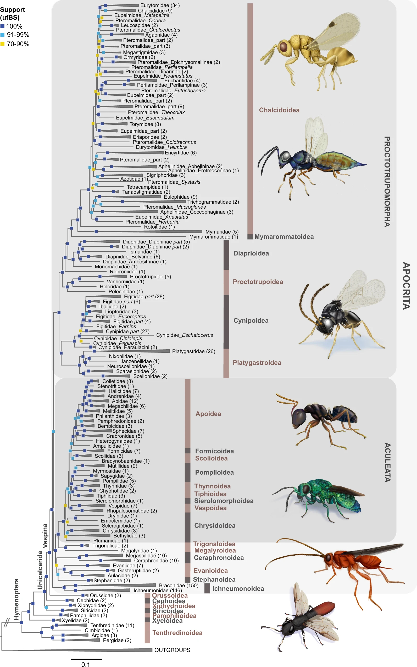 Comprehensive family tree of ants, bees & wasps