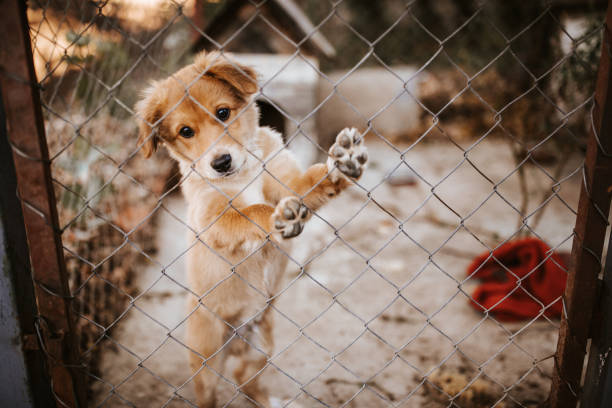 Valencia County Animal Shelter Valencia County Animal Shelter