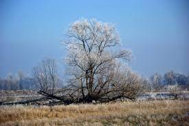 Winter is a good time to prune trees and shrubs