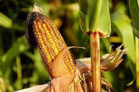 New research lends an ear to how drought impacts corn yields