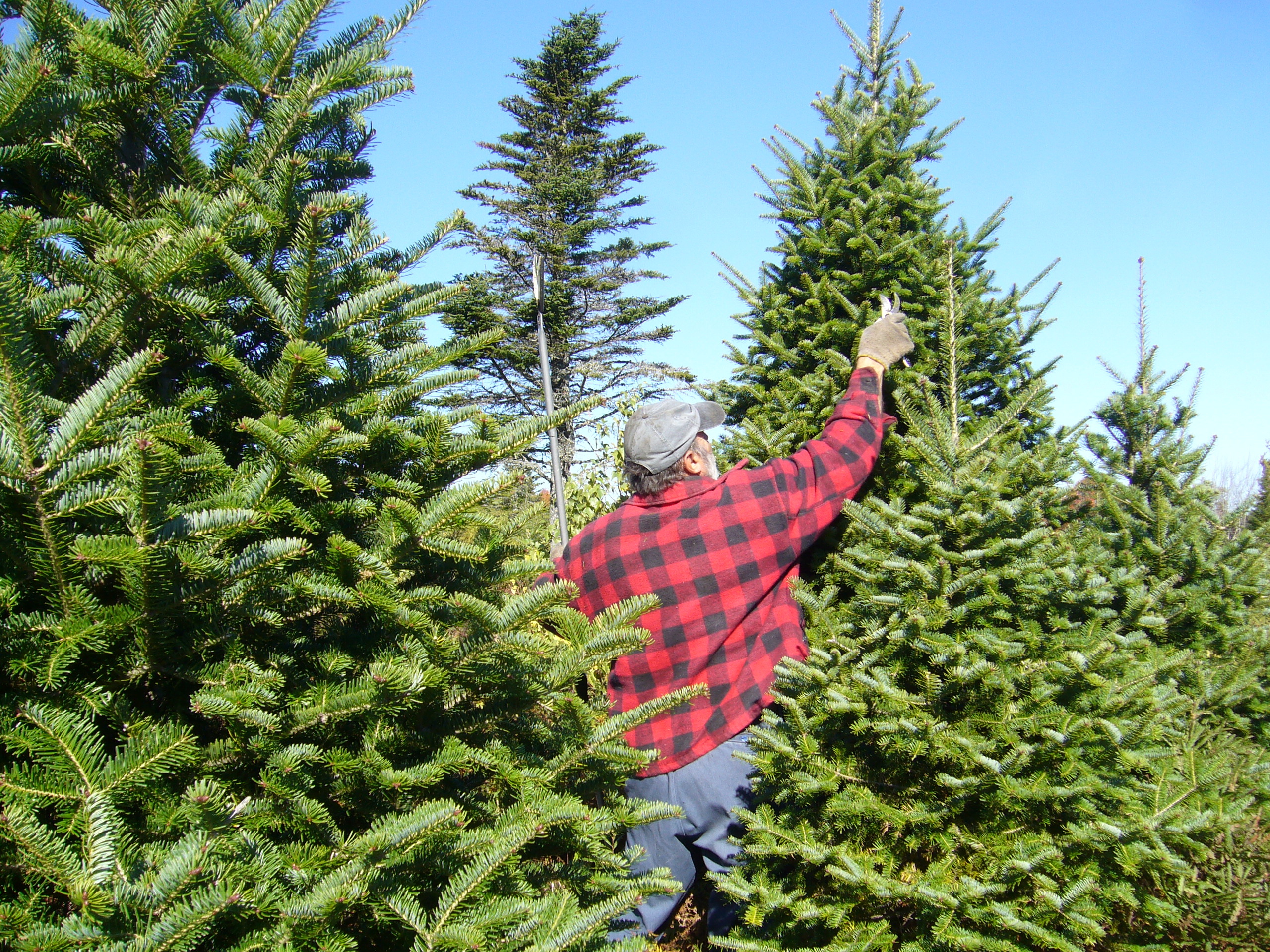 County to Recycle Christmas Trees