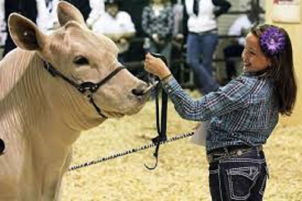 COUNTY OF JOHNSTON: Youth Livestock Show 2022