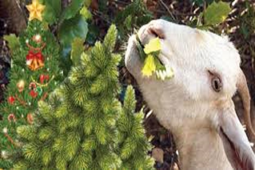 CITY OF BELMONT: Going Green with Goats
