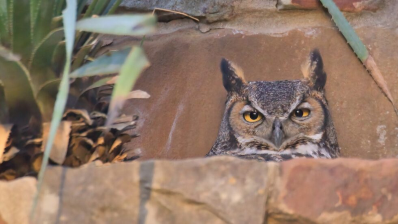 Lady Bird Johnson Wildflower Center launches live owl cam for second season Lady Bird Johnson Wildflower Center launches live owl cam for second season