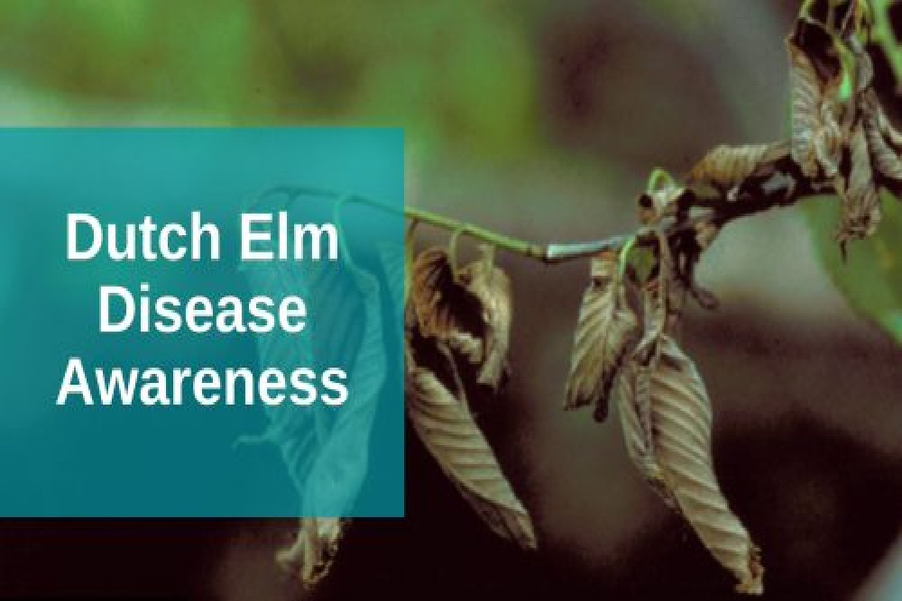 Stop A Killer – DED