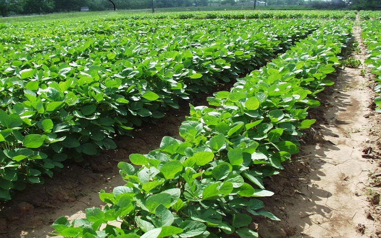 Arcadia Biosciences receives final regulatory approval for stress tolerant soybeans in Argentina through Verdeca joint venture