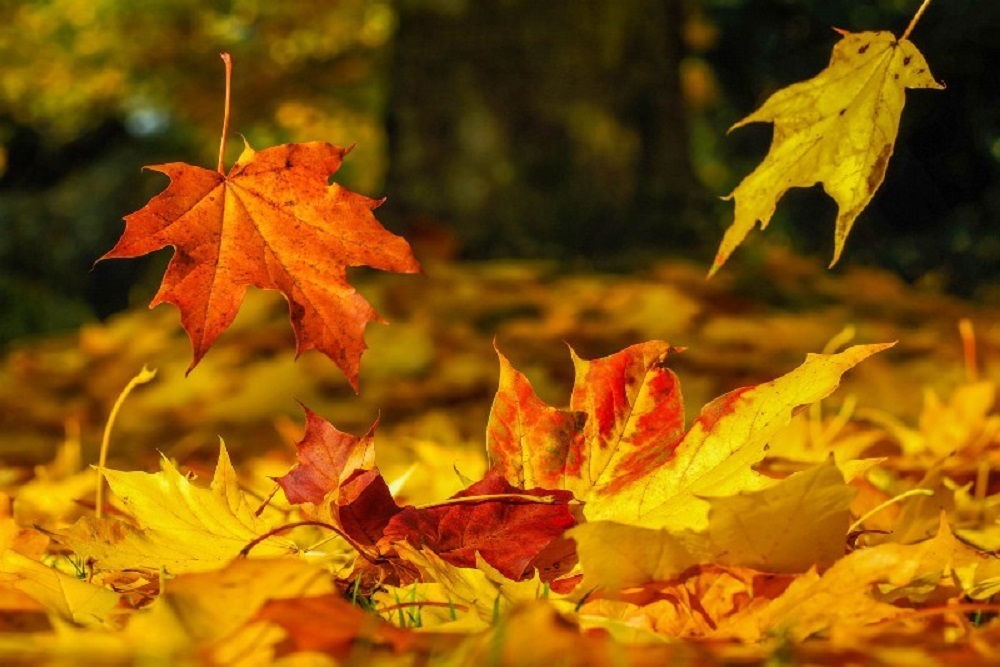 Leaf Collection Schedule