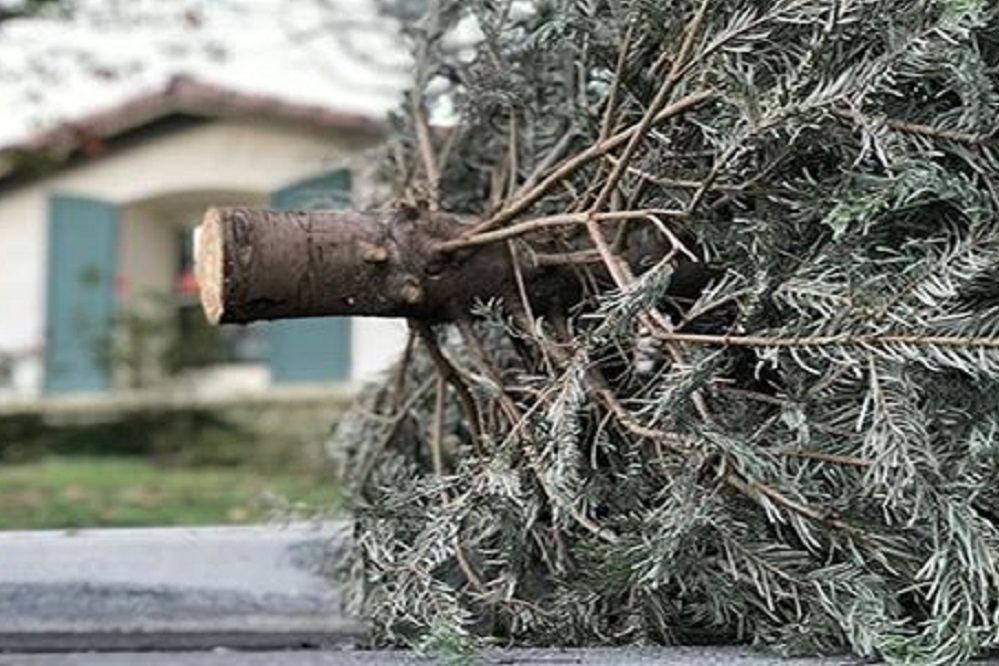 Christmas Tree Recycling