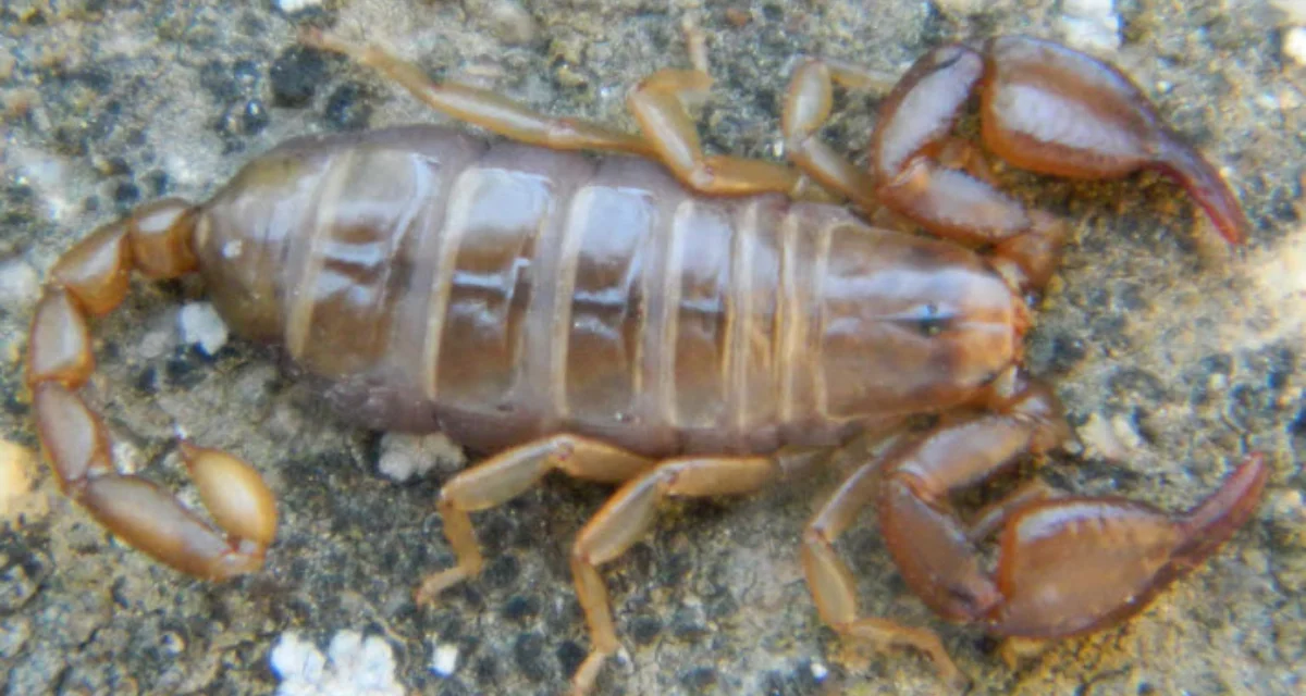 Alpiscorpius huyukensis