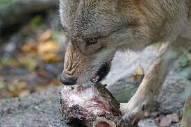 Wolf Feeding on March 8
