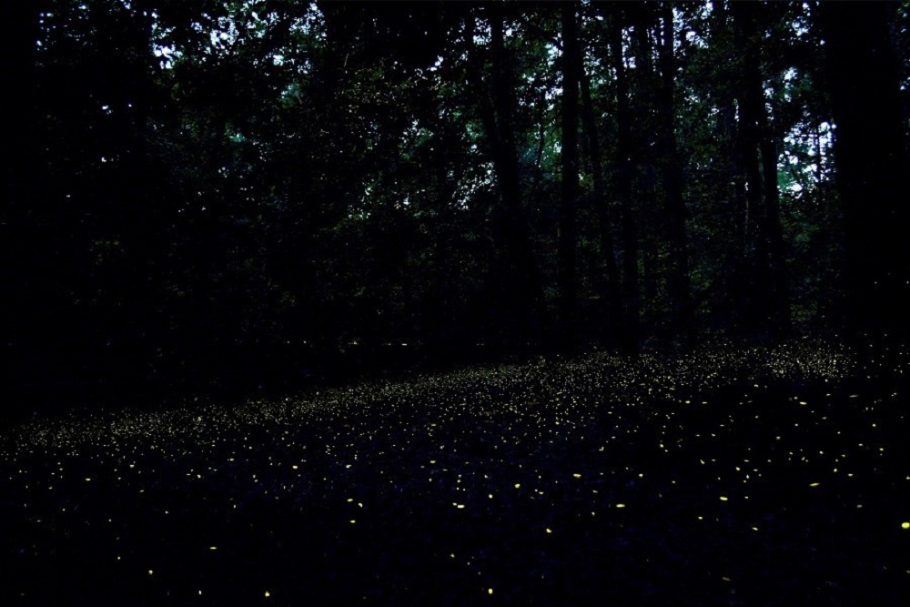 Greater Lexington Chamber & Visitors Center: Congaree National Park Announces Details for 2022 Firefly Viewing Event Greater Lexington Chamber & Visitors Center: Congaree National Park Announces Details for 2022 Firefly Viewing Event