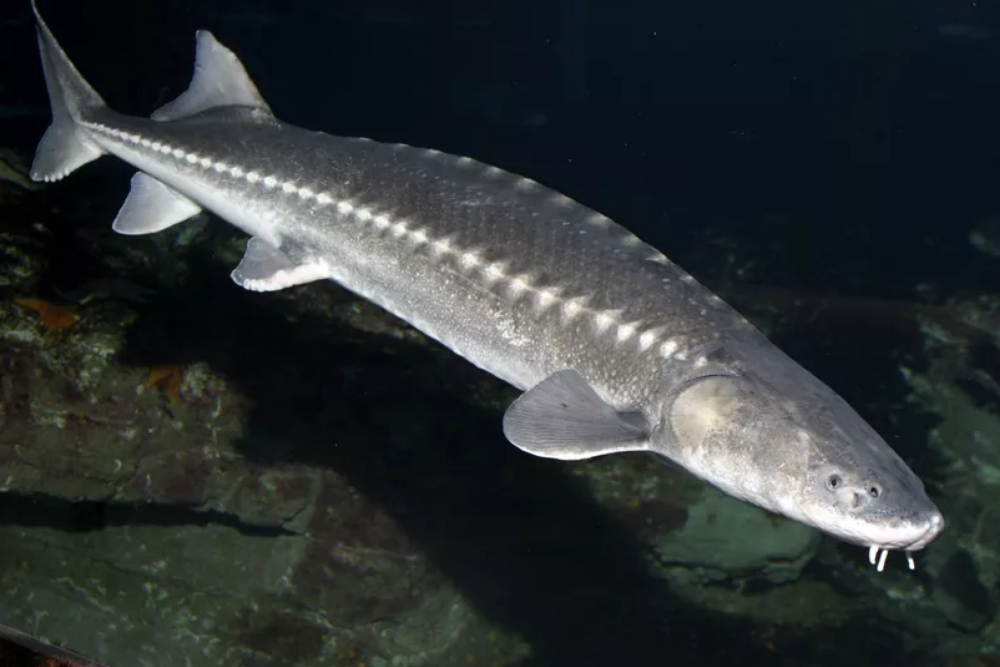 Lake Roosevelt white sturgeon fishery