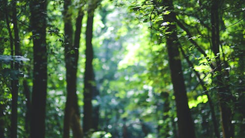 Join us for explorations of nature as we study plants and animals and observe the colors, shapes, textures, and sounds in the Environmental Center’s forest habitat