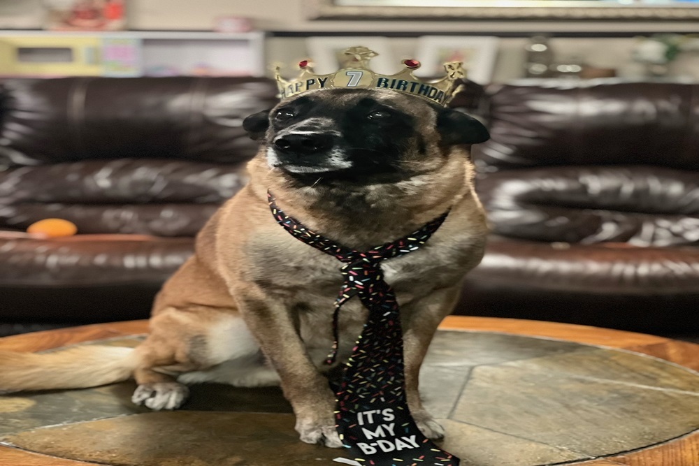 K9 Deputy Baron K9 Deputy Baron