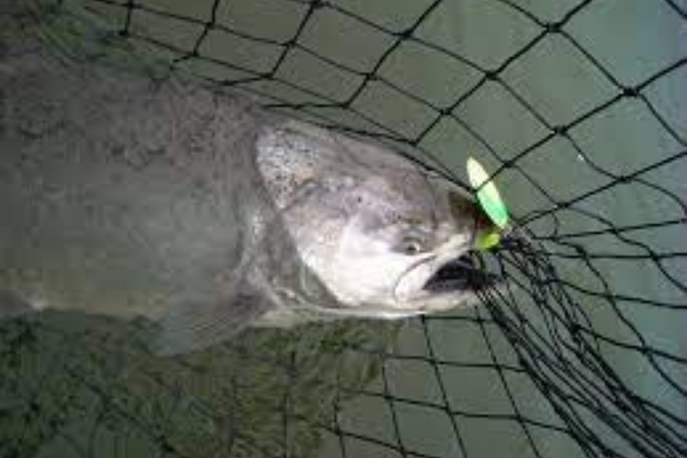 Opens retention of spring Chinook on the lower Cowlitz River Opens retention of spring Chinook on the lower Cowlitz River