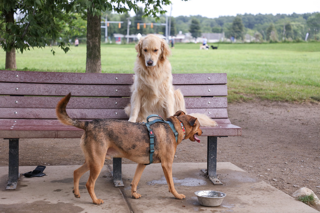 While you and your dog(s) are visiting City Parks and Paths, please clean up after them