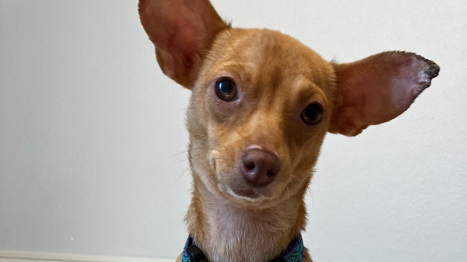 Chihuahua L’il D seeking forever home in Austin
