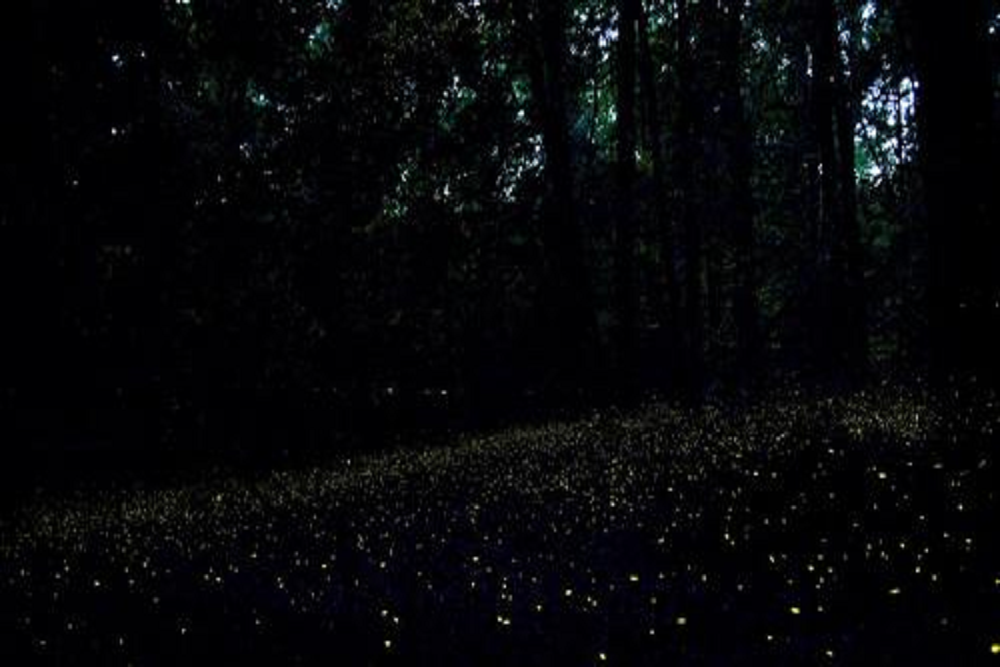 Synchronized Fireflies Event at Congaree National Park