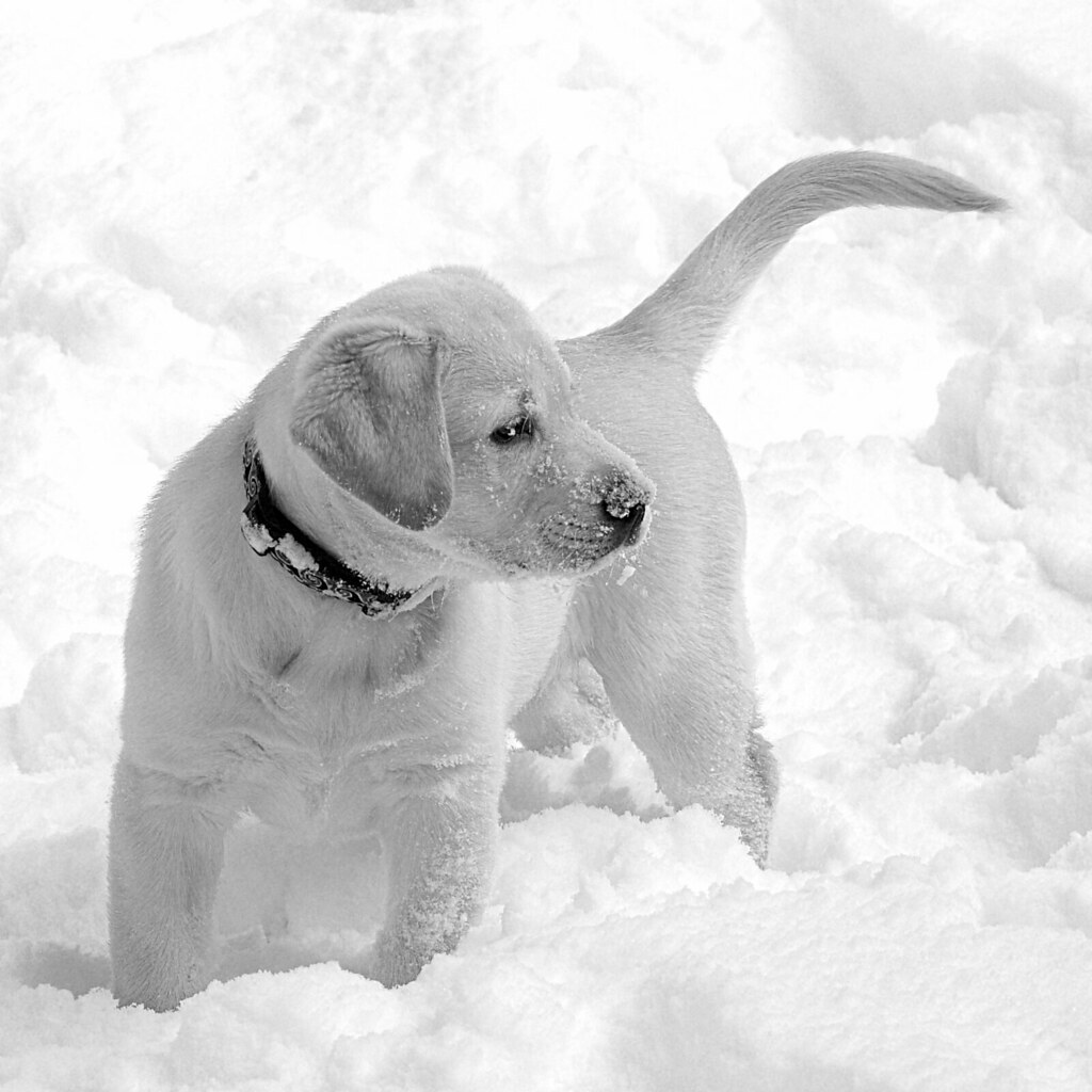 Freezin’ for a Reason- 4th Annual Polar Puppy Plunge