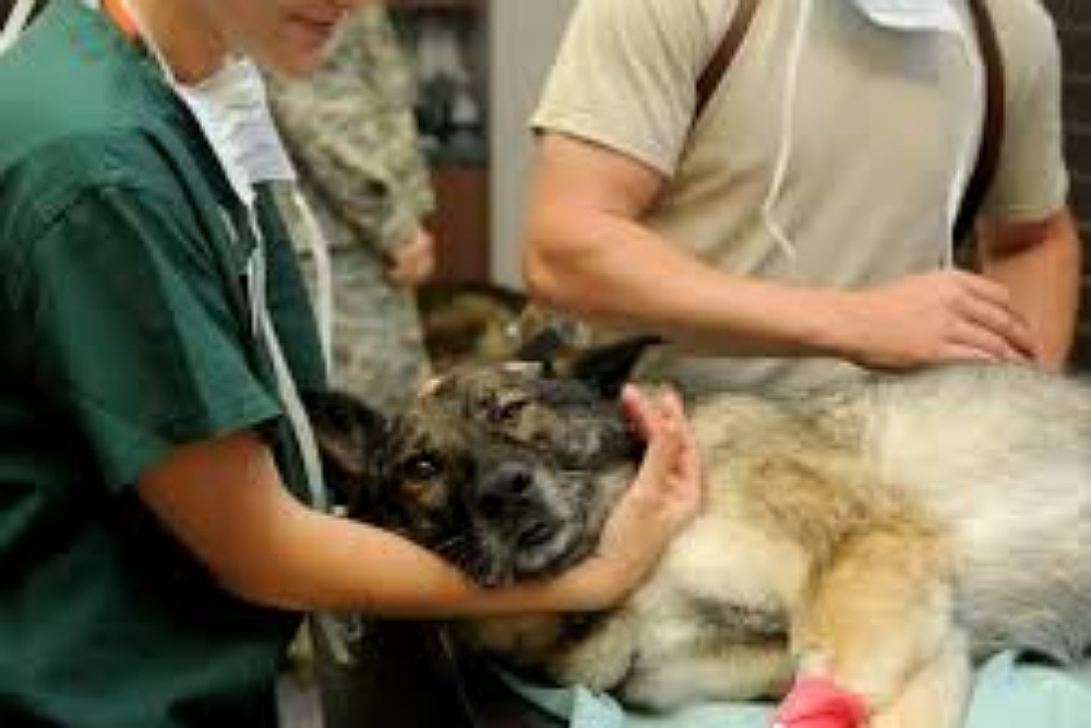 3D prints may guide vets through risky brain surgery