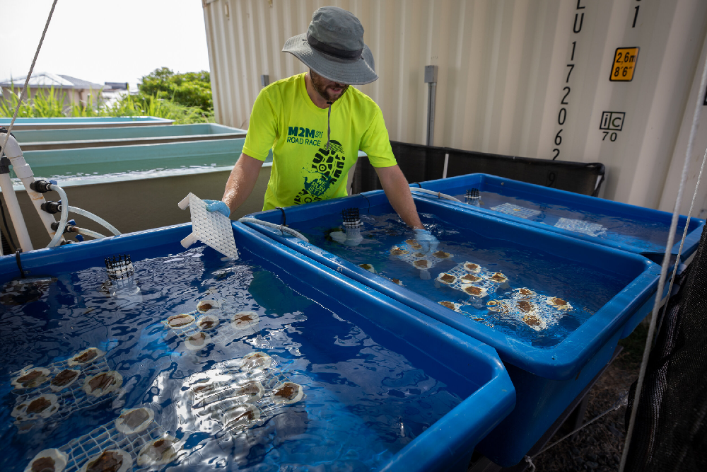 NSU’s On-Shore Coral Nursery Expanding Its Role