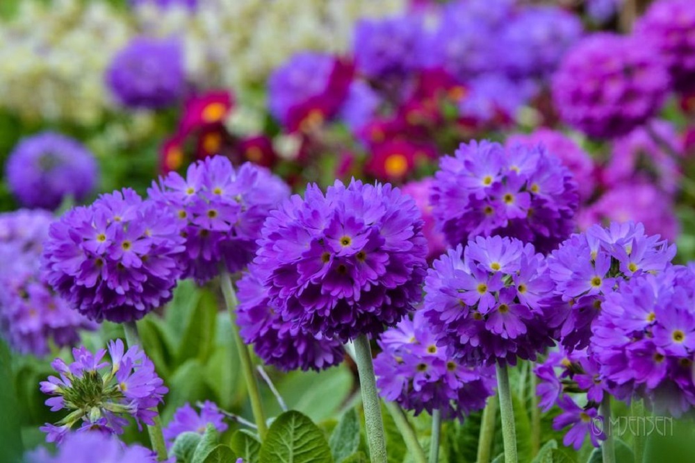 CITY OF ELK RIVER: You may have seen Yardworx Outdoor Services removing the flower baskets along downtown Main Street CITY OF ELK RIVER: You may have seen Yardworx Outdoor Services removing the flower baskets along downtown Main Street