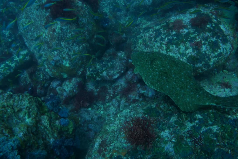 Additional sport halibut dates added for June 2022 Additional sport halibut dates added for June 2022