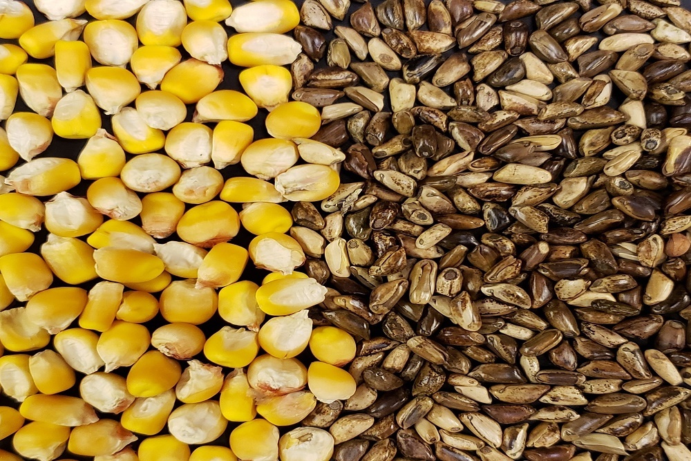 Scientists take major step in understanding domestication of corn