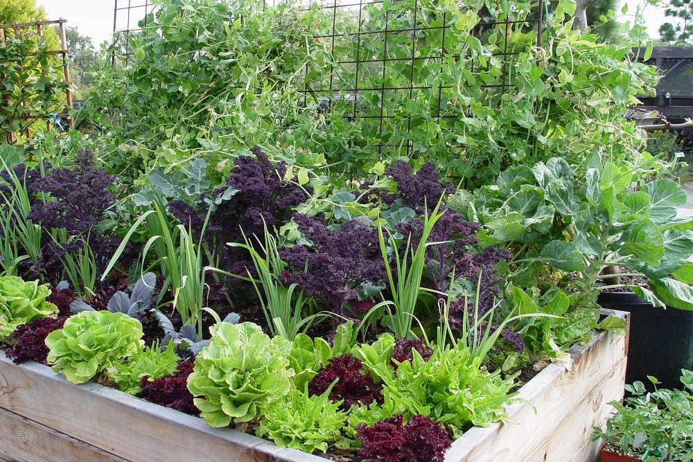 WINDSOR ACADEMY: Garden to Table Program