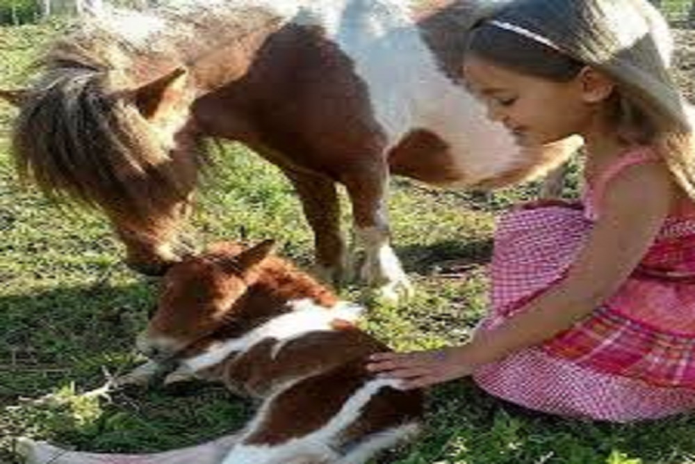 TOWN OF TROUTMAN: Dixie Horse Auction March 24 – 26