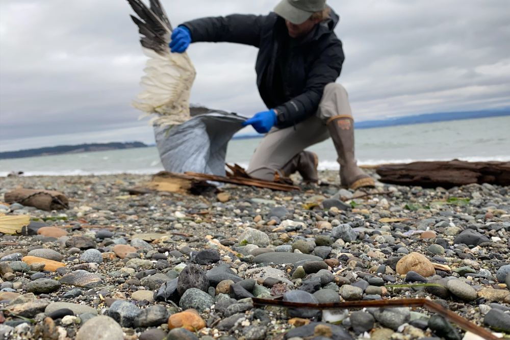 WDFW statement on avian influenza outbreak among waterfowl around Skagit Bay WDFW statement on avian influenza outbreak among waterfowl around Skagit Bay