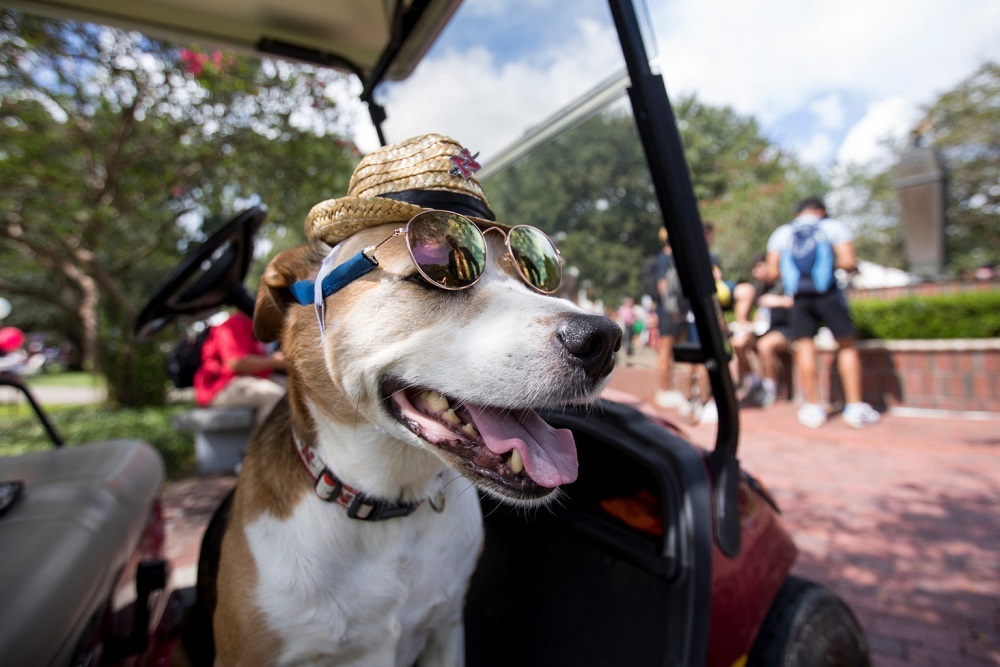 Nicholls State University: Nicholls to Offer Louisiana’s First Pet-Friendly Residence Hall this Fall￼