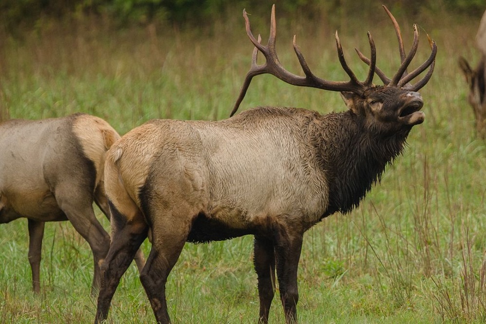 25th Anniversary of Elk Reintroduction in Kentucky