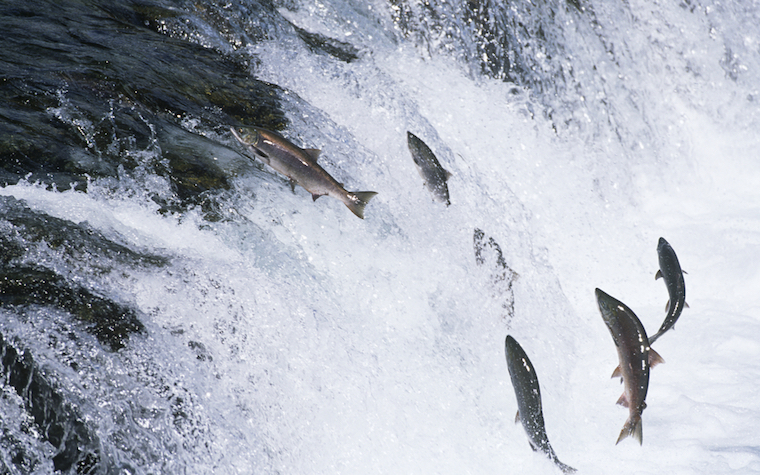 Chile approves Neptune Pharma's sea lice product. Chile approves Neptune Pharma's sea lice product.