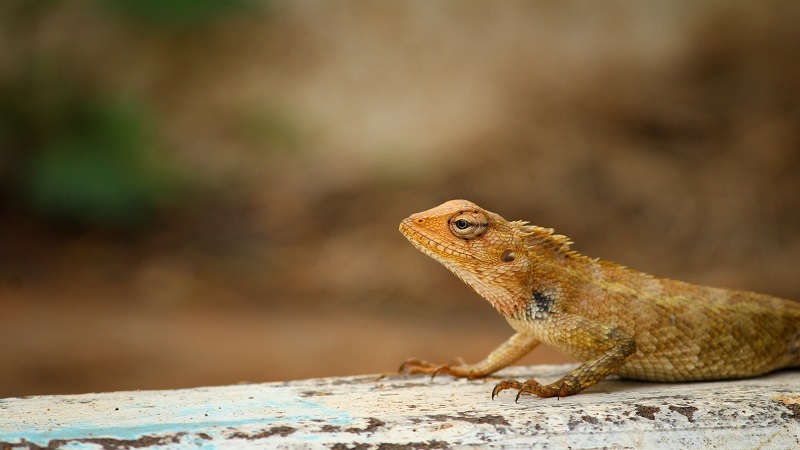 Wild Wonders on March 25