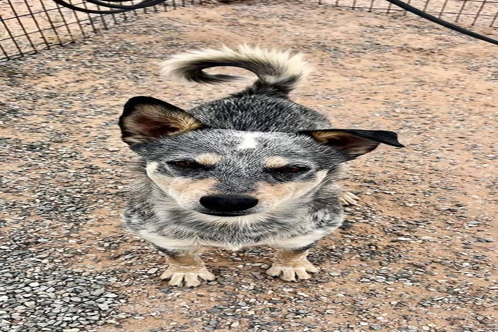 Searching for Foster Home