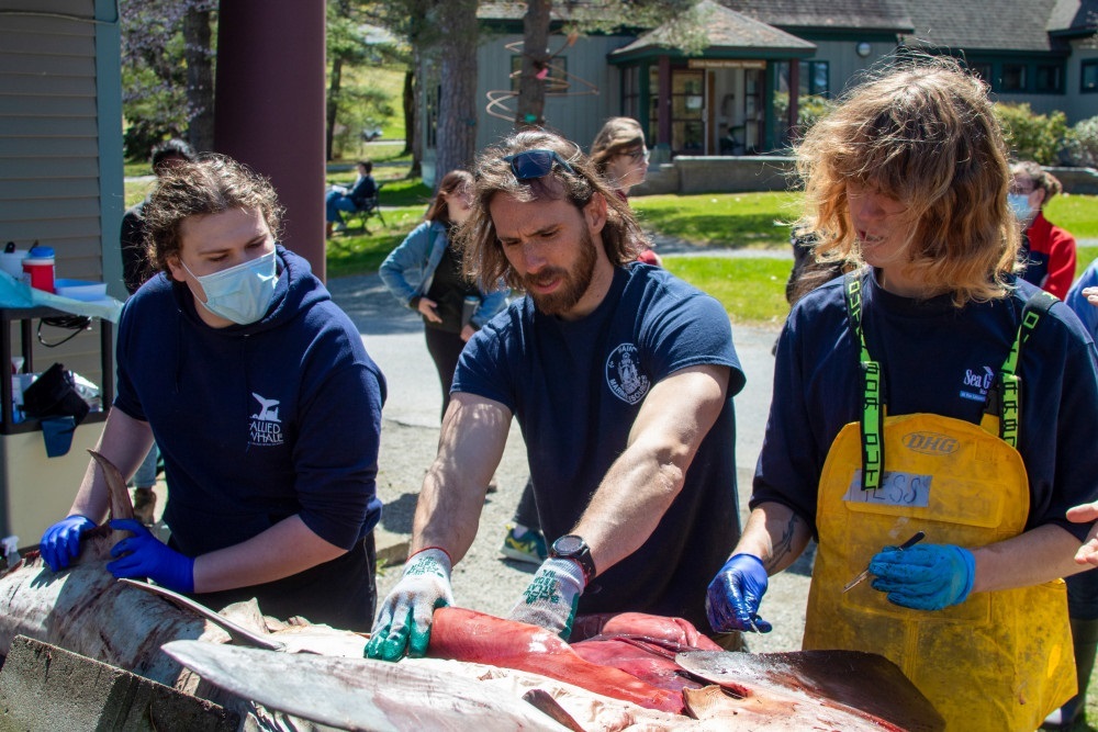 College of the Atlantic Student Designs Project around Thresher Shark College of the Atlantic Student Designs Project around Thresher Shark
