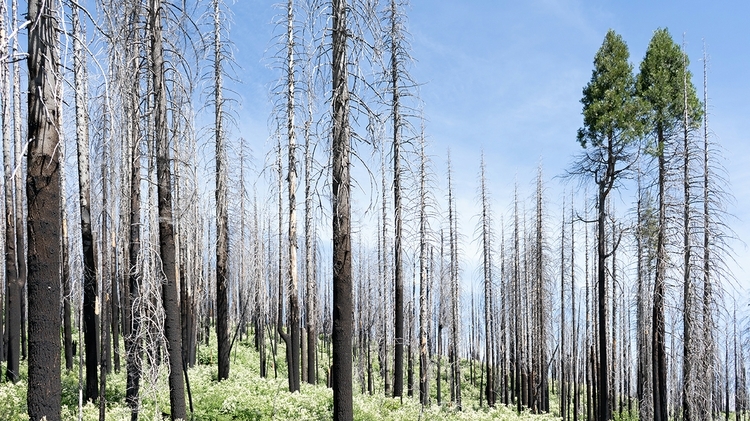 Um Research: Hotter, Drier Conditions Limit Forest Recovery From Wildfires