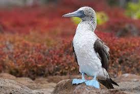 Hampton County Chamber of Commerce: EarthTalk: Wildlife Evolves Rapidly As World Warms Hampton County Chamber of Commerce: EarthTalk: Wildlife Evolves Rapidly As World Warms