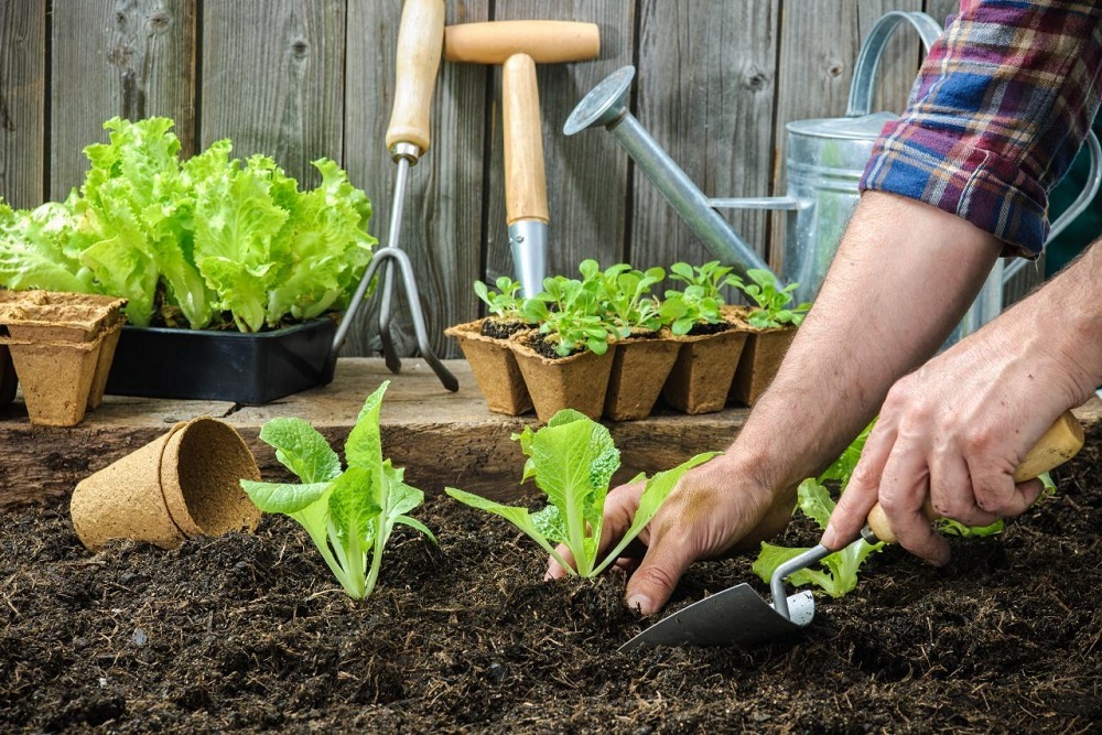 Planting Party for Vegetables at De Bloemen Hof on May 21