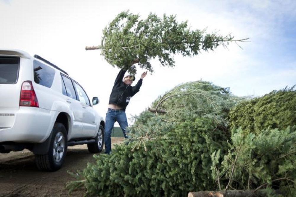 CITY OF OLDSMAR: Christmas Tree Recycling