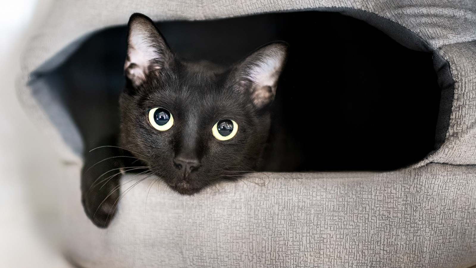 Cat Locomotion Could Unlock Better Human Spinal Cord Injury Treatment