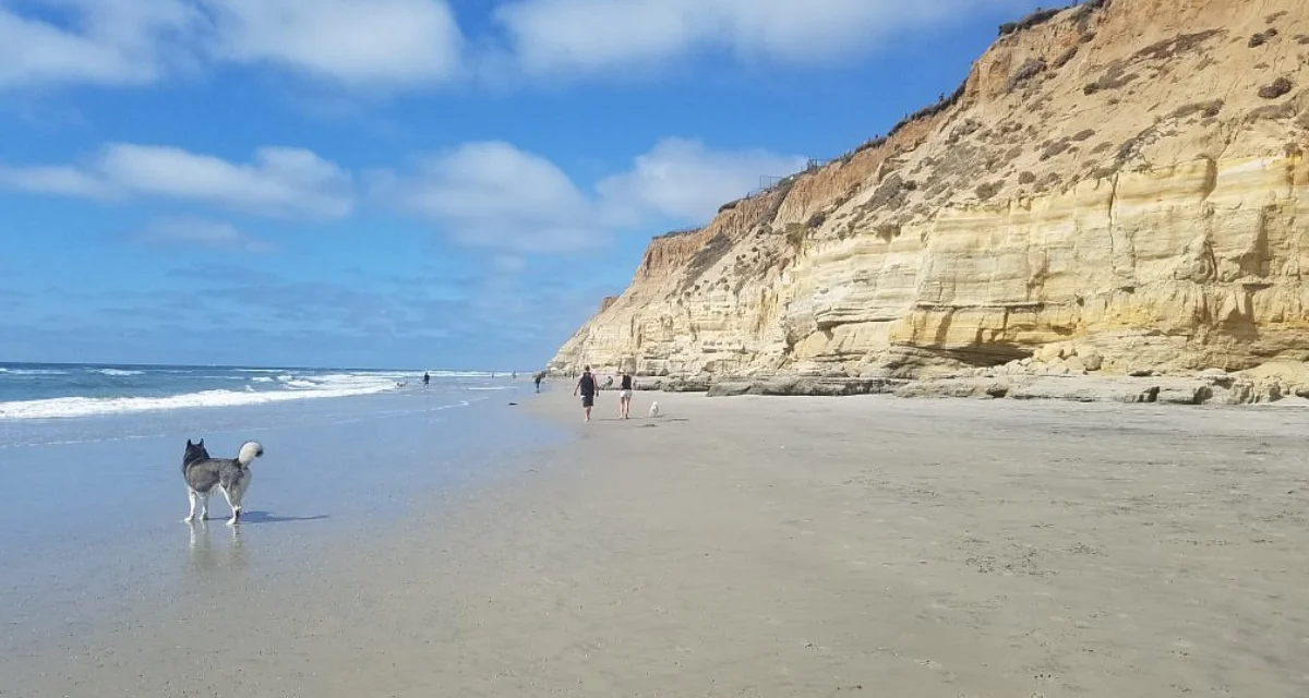 Del Mar Dog Beach - tripadvisor Del Mar Dog Beach - tripadvisor