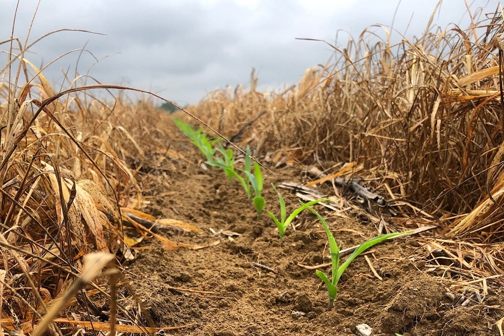 Carbon Credits: Crop Producers’ Latest Role in Sustainability