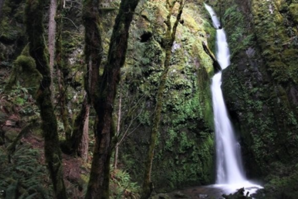 Linn County to acquire Cascadia State Park