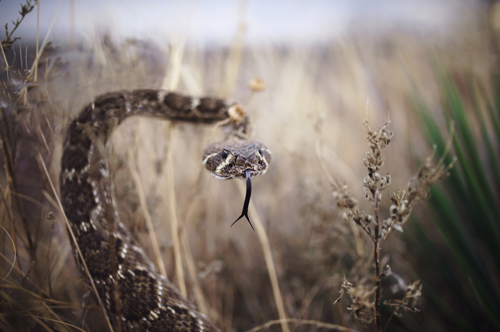 Scouting for Burmese pythons in the Everglades