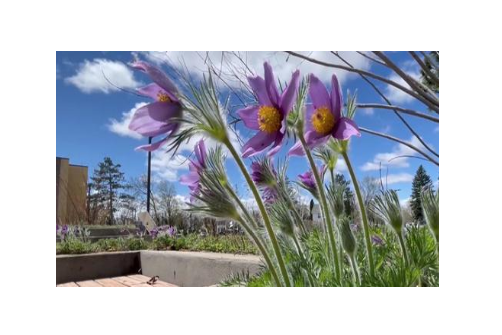 Bemidji State University Preps Early Bloom Garden Beds for Summer Bemidji State University Preps Early Bloom Garden Beds for Summer