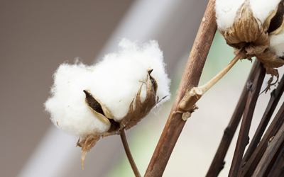U.S. Cotton Trust Protocol enrollment deadline is March 31